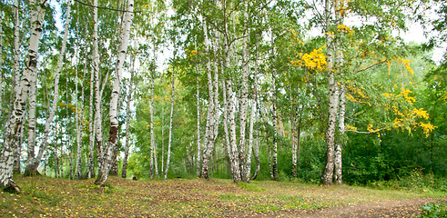 Image showing Forest landscape