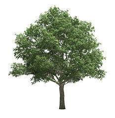 Image showing Tree isolated