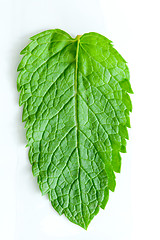 Image showing Fresh mint leaves