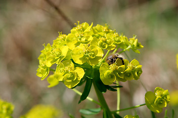 Image showing Weed