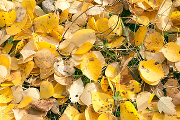 Image showing Autumn leaves