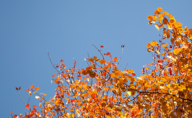 Image showing Bright autumn foliage