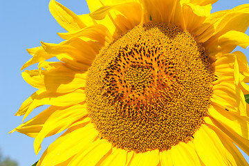 Image showing Sunflower closeup
