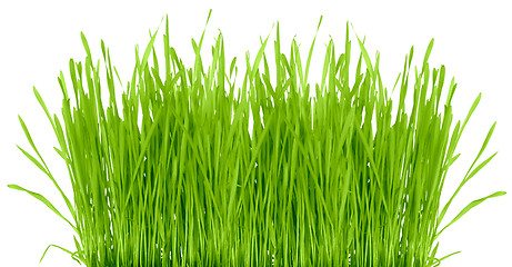 Image showing Grass isolated