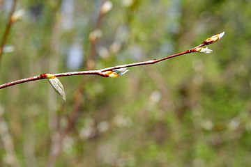 Image showing Willow twig