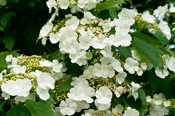 Image showing White flowers Viburnum