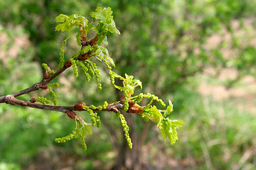 Image showing Fresh leaves