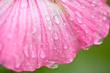 Image showing Pink flower