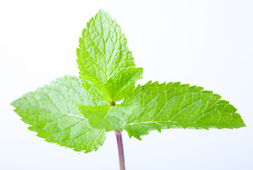 Image showing Fresh mint leaves