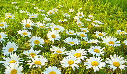 Image showing White daisies