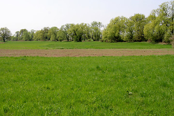 Image showing Field and trees