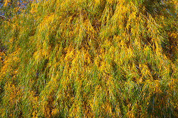 Image showing Willow leaves in autumn