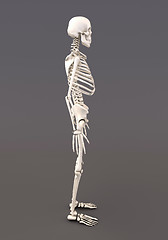 Image showing Skeleton of a gray background