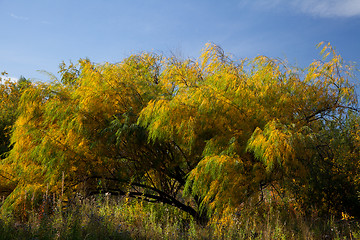 Image showing Willow leaves in autumn