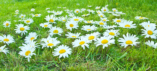 Image showing White daisies