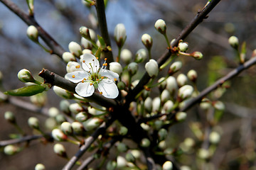 Image showing Blackthorn