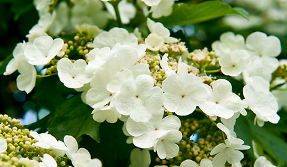 Image showing White flowers Viburnum