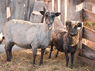 Image showing Sheep in the paddock