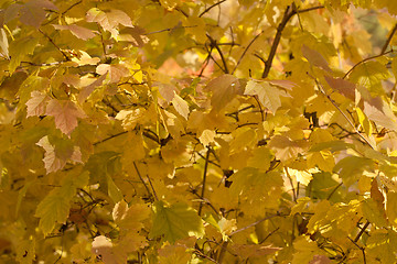 Image showing Autumn leaves