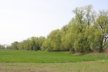 Image showing Field and trees