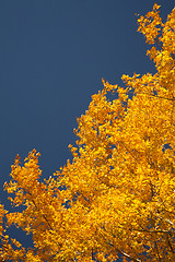 Image showing Bright autumn foliage