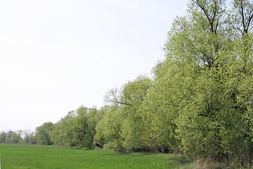 Image showing Field and trees