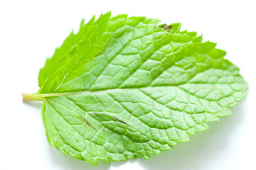 Image showing Fresh mint leaves