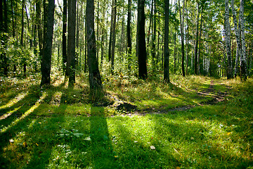 Image showing Forest landscape