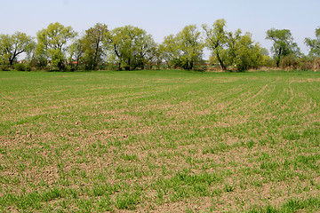 Image showing Field and trees