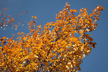 Image showing Bright autumn foliage