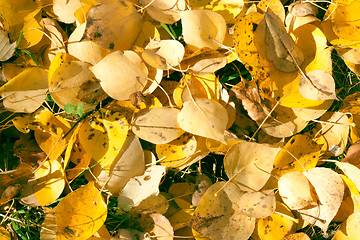 Image showing Autumn leaves