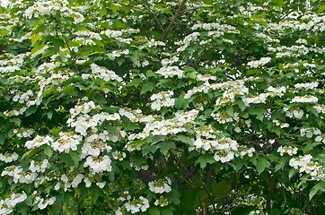 Image showing White flowers Viburnum