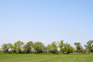 Image showing Field and trees