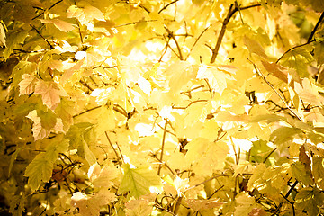 Image showing Autumn leaves