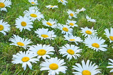 Image showing White daisies