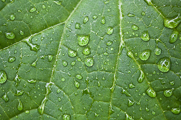 Image showing Green Leaf