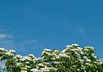 Image showing White flowers Viburnum