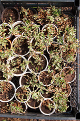 Image showing Boxes with seedlings