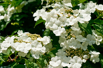 Image showing White flowers Viburnum