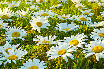 Image showing White daisies