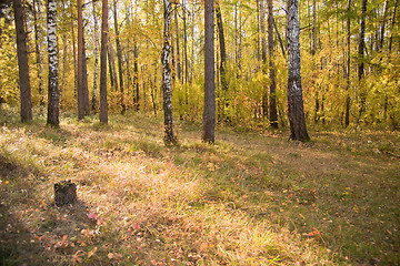 Image showing Autumn wood