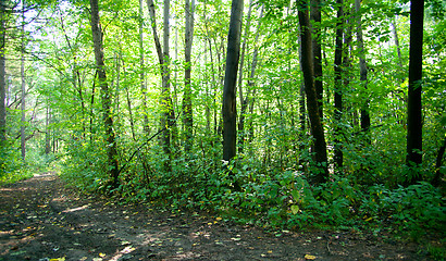 Image showing Forest landscape