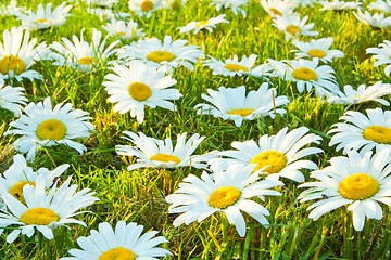 Image showing White daisies