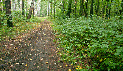 Image showing Forest landscape