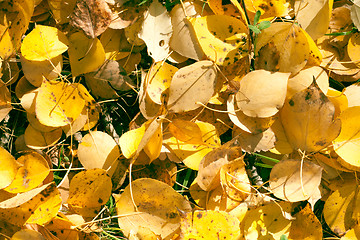 Image showing Autumn leaves