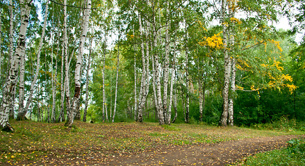 Image showing Forest landscape