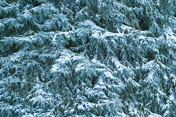 Image showing Winter tree