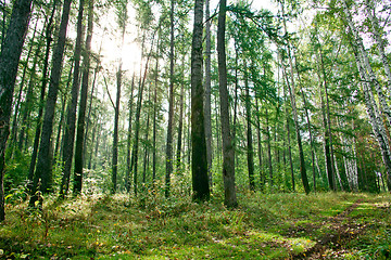 Image showing Forest landscape