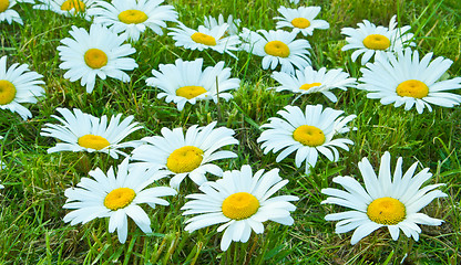 Image showing White daisies