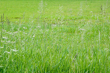 Image showing Grass and wildflowers